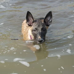 Kennel Van Goeden Huize