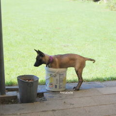 Kennel Van Goeden Huize