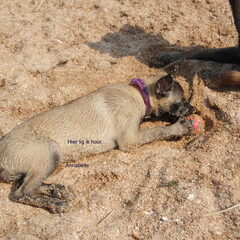 Kennel Van Goeden Huize