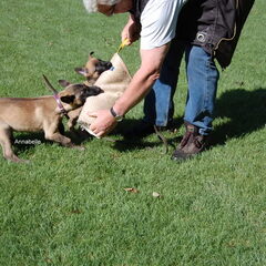 Kennel Van Goeden Huize