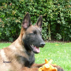 Kennel Van Goeden Huize
