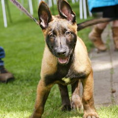 Kennel Van Goeden Huize