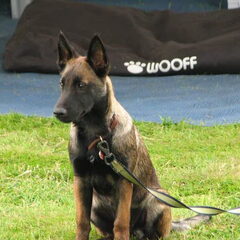 Kennel Van Goeden Huize