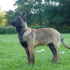 Kennel Van Goeden Huize