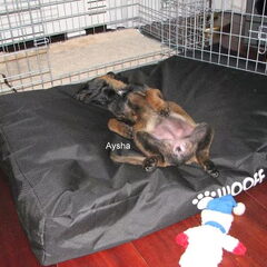 Kennel Van Goeden Huize
