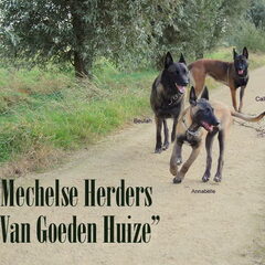 Kennel Van Goeden Huize