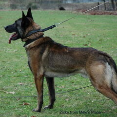 Kennel Van Goeden Huize