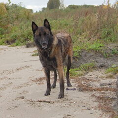Kennel Van Goeden Huize