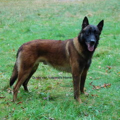 Kennel Van Goeden Huize