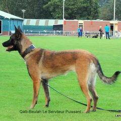 Kennel Van Goeden Huize