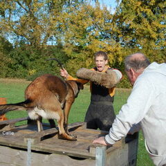 Kennel Van Goeden Huize