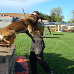 Kennel Van Goeden Huize