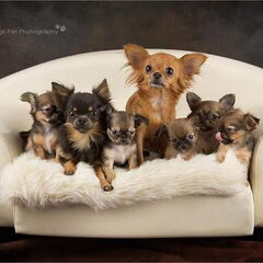 chikechihuahua