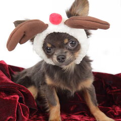 chikechihuahua