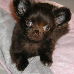 chikechihuahua