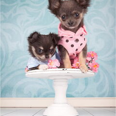 chikechihuahua