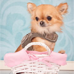 chikechihuahua