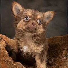 chikechihuahua