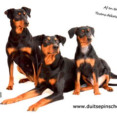 Daisy's Pride Duitse Pinschers