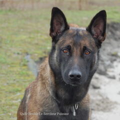 Kennel Van Goeden Huize