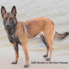 Kennel Van Goeden Huize