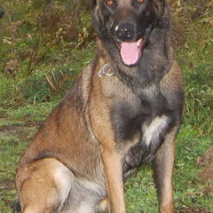 Kennel Van Goeden Huize