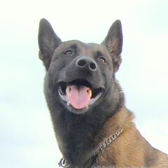 Kennel Van Goeden Huize