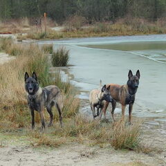 Kennel Van Goeden Huize