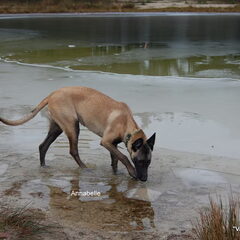 Kennel Van Goeden Huize