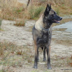 Kennel Van Goeden Huize