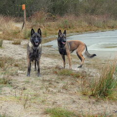 Kennel Van Goeden Huize