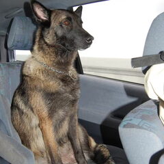 Kennel Van Goeden Huize