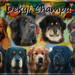 Do Khyi kennel DEKYI CHAMPA