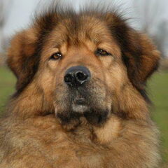 Do Khyi kennel DEKYI CHAMPA