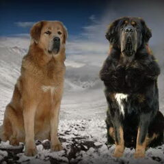 Do Khyi kennel DEKYI CHAMPA