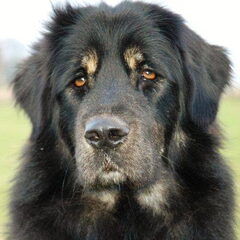 Do Khyi kennel DEKYI CHAMPA
