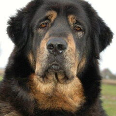Do Khyi kennel DEKYI CHAMPA