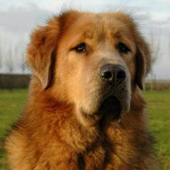 Do Khyi kennel DEKYI CHAMPA