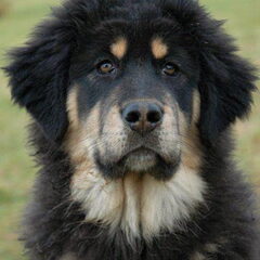 Do Khyi kennel DEKYI CHAMPA