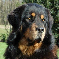 Do Khyi kennel DEKYI CHAMPA
