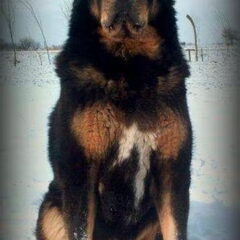 Do Khyi kennel DEKYI CHAMPA