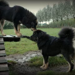 Do Khyi kennel DEKYI CHAMPA