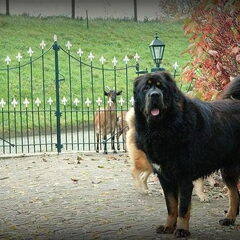 Do Khyi kennel DEKYI CHAMPA
