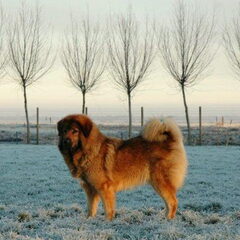 Do Khyi kennel DEKYI CHAMPA