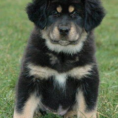 Do Khyi kennel DEKYI CHAMPA