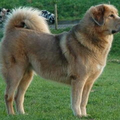 Do Khyi kennel DEKYI CHAMPA