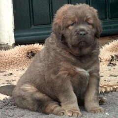 Do Khyi kennel DEKYI CHAMPA