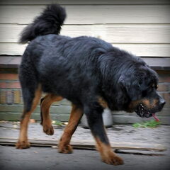 Detchema Tibetaanse Mastiff