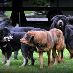 Detchema Tibetaanse Mastiff