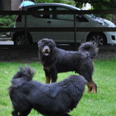 Detchema Tibetaanse Mastiff